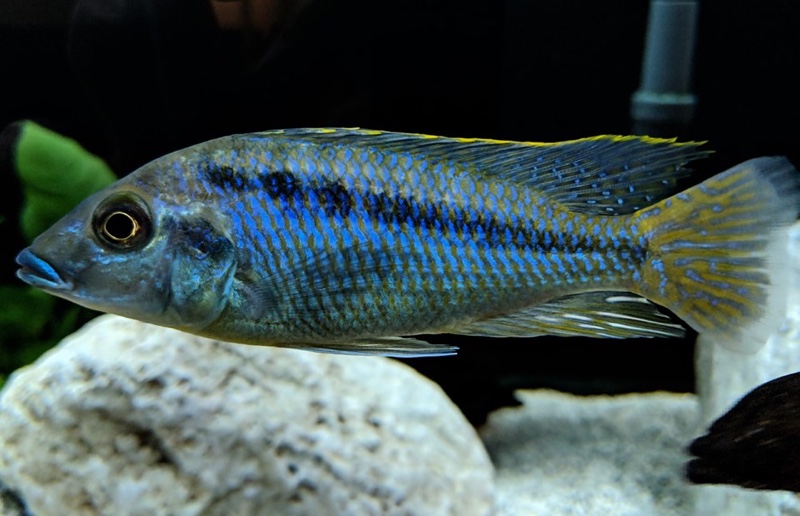 Mylochromis sp. 'lateristriga makanjila'